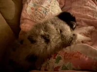 Cash , a male Miniature Australian Shepherd for sale in Neosho, MO – 4 of 9