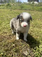 Cash , a male Miniature Australian Shepherd for sale in Neosho, MO – Photo 4 of 6