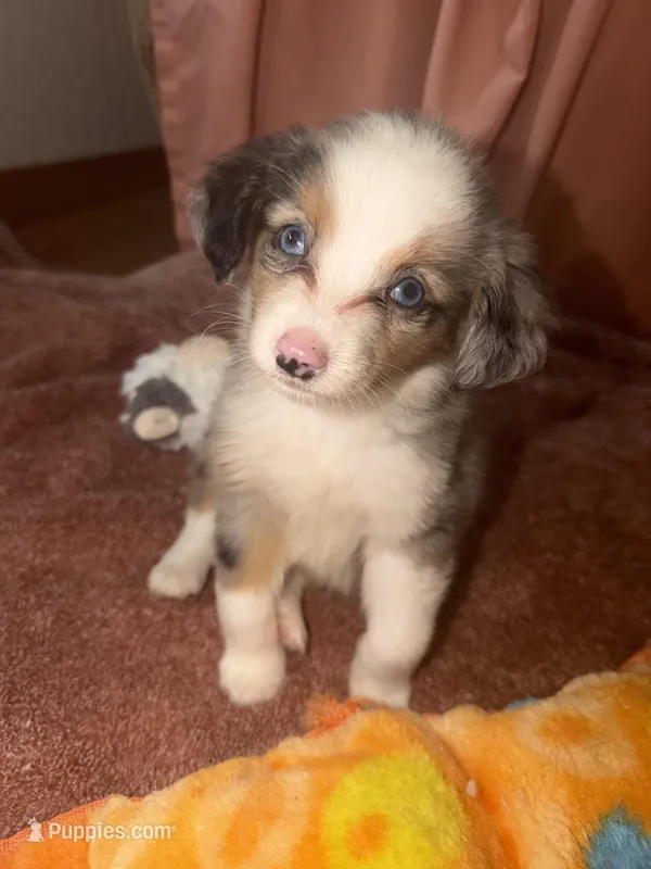 Cash  – Miniature Australian Shepherd puppy for sale in Neosho, MO