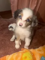 Cash , a male Miniature Australian Shepherd for sale in Neosho, MO – 1 of 9