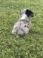 Cash , a male Miniature Australian Shepherd for sale in Neosho, MO – 9 of 9