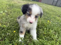 Cash , a male Miniature Australian Shepherd for sale in Neosho, MO – 8 of 9