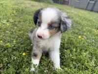 Cash , a male Miniature Australian Shepherd for sale in Neosho, MO – 6 of 9