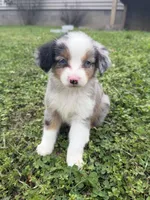Cash , a male Miniature Australian Shepherd for sale in Neosho, MO – 2 of 9