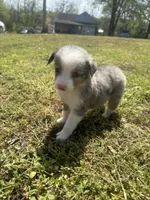 Cash , a male Miniature Australian Shepherd for sale in Neosho, MO – Photo 5 of 6