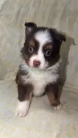 Boog, a male Toy Australian Shepherd for sale in Neosho, MO – 3 of 7