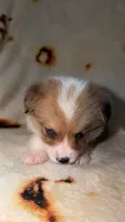Nugget, a female Cardigan Welsh Corgi and Pembroke Welsh Corgi for sale in Neosho, MO – 8 of 10