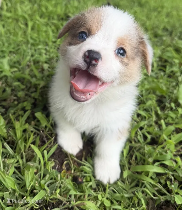 Waffle – Cardigan Welsh Corgi, Pembroke Welsh Corgi puppy for sale in Neosho, MO