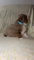 Boots, a male Toy Australian Shepherd for sale in Neosho, MO – 5 of 10