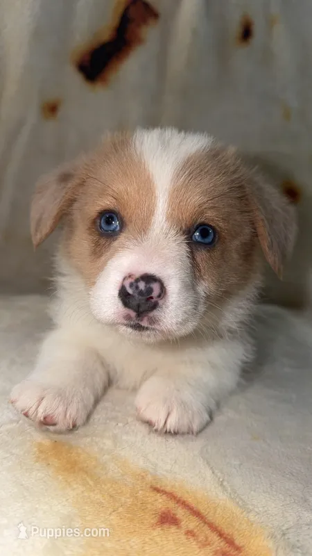 Biscuit  – Cardigan Welsh Corgi, Pembroke Welsh Corgi puppy for sale in Neosho, MO
