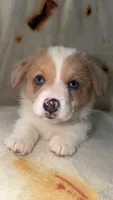 Biscuit , a male Cardigan Welsh Corgi and Pembroke Welsh Corgi for sale in Neosho, MO – 1 of 10