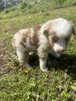 Mf, a male Miniature Australian Shepherd for sale in Neosho, MO – Photo 5 of 6