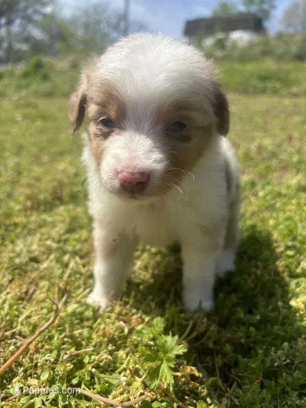 Mf – Miniature Australian Shepherd puppy for sale in Neosho, MO