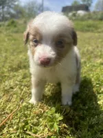 Mf, a male Miniature Australian Shepherd for sale in Neosho, MO – Photo 1 of 6
