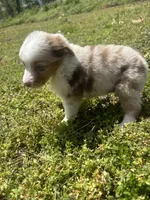 Mf, a male Miniature Australian Shepherd for sale in Neosho, MO – Photo 6 of 6