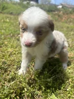 Mf, a male Miniature Australian Shepherd for sale in Neosho, MO – Photo 4 of 6