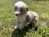Mf, a male Miniature Australian Shepherd for sale in Neosho, MO – Photo 2 of 6