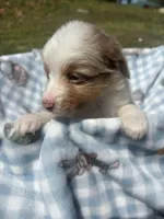 Mf, a male Miniature Australian Shepherd for sale in Neosho, MO – Photo 3 of 6