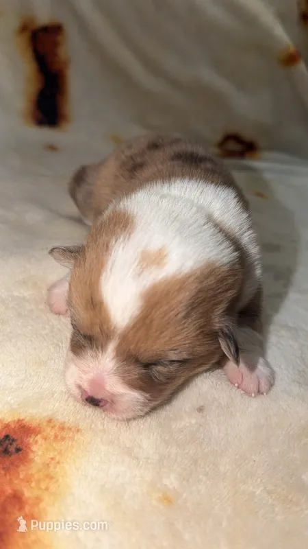Nugget – Cardigan Welsh Corgi, Pembroke Welsh Corgi puppy for sale in Neosho, MO