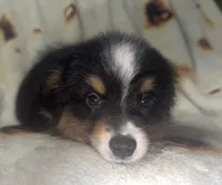 Chandler, a male Toy Australian Shepherd for sale in Neosho, MO – 3 of 8