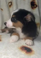 Monica, a female Toy Australian Shepherd for sale in Neosho, MO – 2 of 5