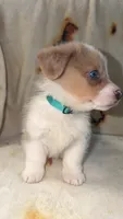 Biscuit , a male Cardigan Welsh Corgi and Pembroke Welsh Corgi for sale in Neosho, MO – 4 of 10