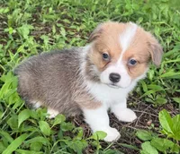 Honeybun, a female Cardigan Welsh Corgi and Pembroke Welsh Corgi for sale in Neosho, MO – 7 of 10