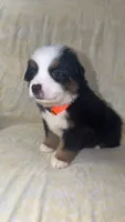 CJ, a male Toy Australian Shepherd for sale in Neosho, MO – 3 of 8