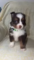 Boog, a male Toy Australian Shepherd for sale in Neosho, MO – 5 of 7