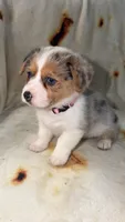 Jellybean , a female Cardigan Welsh Corgi and Pembroke Welsh Corgi for sale in Neosho, MO – 2 of 6
