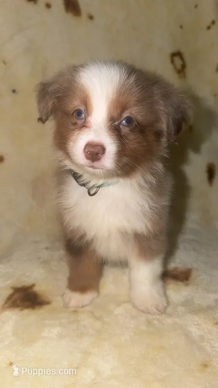 Boots – Toy Australian Shepherd puppy for sale in Neosho, MO