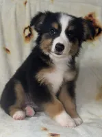 Monica, a female Toy Australian Shepherd for sale in Neosho, MO – 1 of 5