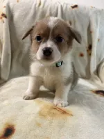 Honeybun, a female Cardigan Welsh Corgi and Pembroke Welsh Corgi for sale in Neosho, MO – 2 of 10