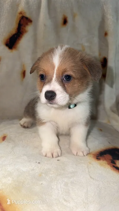 Honeybun – Cardigan Welsh Corgi, Pembroke Welsh Corgi puppy for sale in Neosho, MO