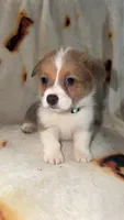 Honeybun, a female Cardigan Welsh Corgi and Pembroke Welsh Corgi for sale in Neosho, MO – 1 of 10