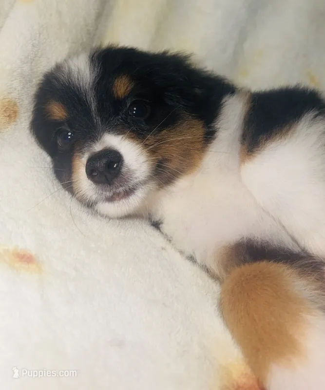 Chandler – Toy Australian Shepherd puppy for sale in Neosho, MO
