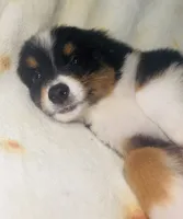 Chandler, a male Toy Australian Shepherd for sale in Neosho, MO – 1 of 8