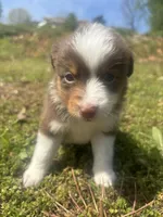 Penny, a female Miniature Australian Shepherd for sale in Neosho, MO – Photo 3 of 9