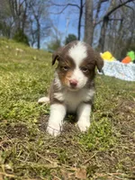 Penny, a female Miniature Australian Shepherd for sale in Neosho, MO – Photo 8 of 9