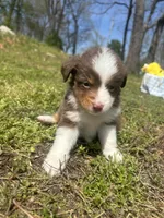 Penny, a female Miniature Australian Shepherd for sale in Neosho, MO – Photo 5 of 9