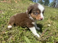 Penny, a female Miniature Australian Shepherd for sale in Neosho, MO – Photo 9 of 9
