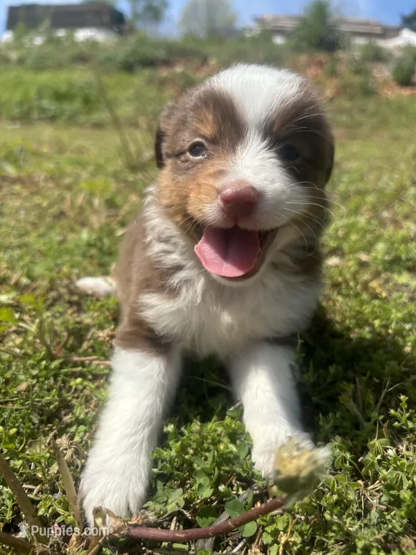 Penny – Miniature Australian Shepherd puppy for sale in Neosho, MO