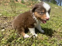 Penny, a female Miniature Australian Shepherd for sale in Neosho, MO – Photo 7 of 9