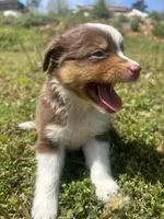 Penny, a female Miniature Australian Shepherd for sale in Neosho, MO – Photo 4 of 9