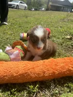 Penny, a female Miniature Australian Shepherd for sale in Neosho, MO – Photo 6 of 9