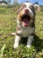 Penny, a female Miniature Australian Shepherd for sale in Neosho, MO – Photo 2 of 9