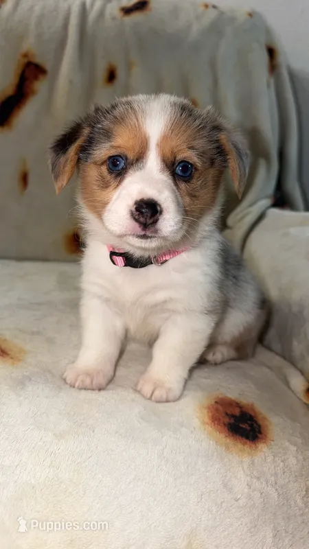 Jellybean  – Cardigan Welsh Corgi, Pembroke Welsh Corgi puppy for sale in Neosho, MO