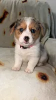 Jellybean , a female Cardigan Welsh Corgi and Pembroke Welsh Corgi for sale in Neosho, MO – 1 of 6
