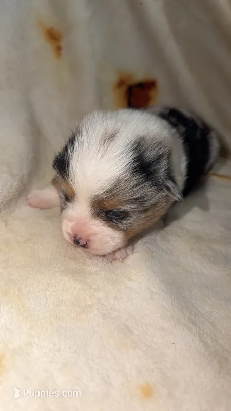 Kiwi – Cardigan Welsh Corgi, Pembroke Welsh Corgi puppy for sale in Neosho, MO