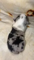Kiwi, a female Cardigan Welsh Corgi and Pembroke Welsh Corgi for sale in Neosho, MO – 3 of 4